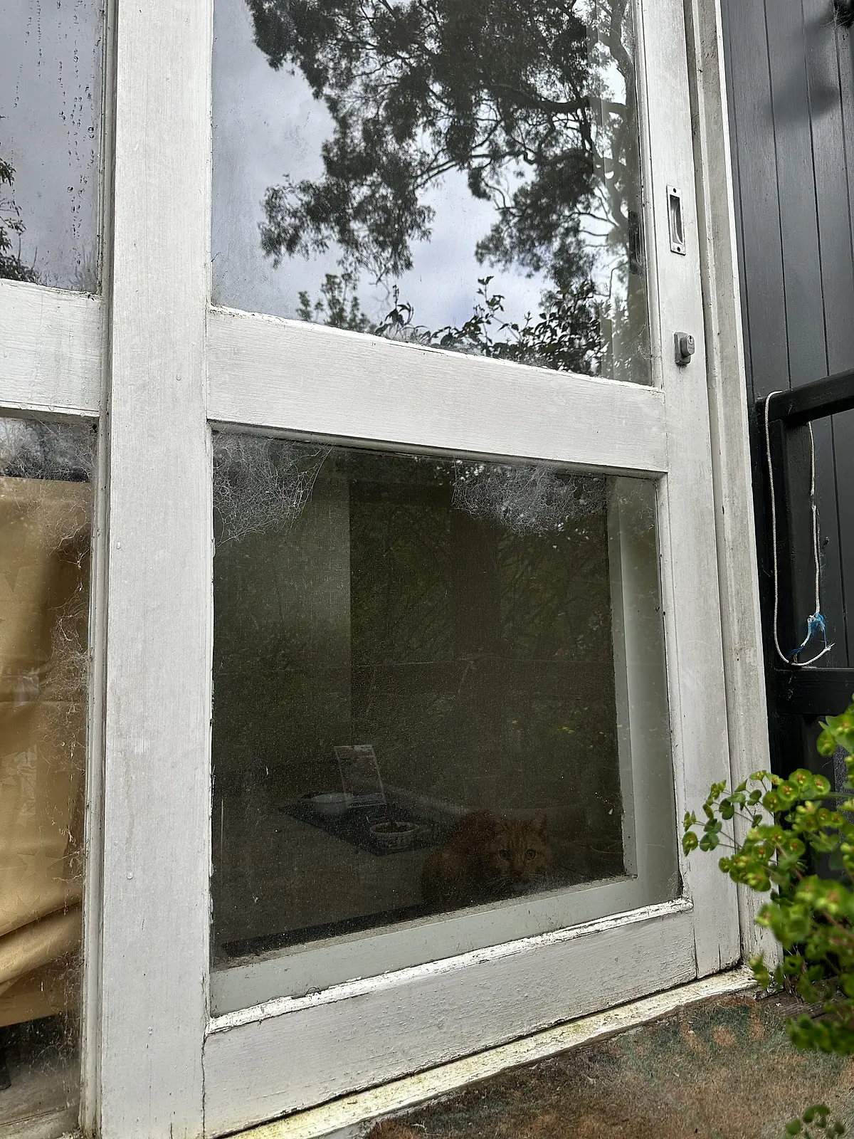 Webbing in the corners of a timber door frame and a film of grime across the pane before cleaning