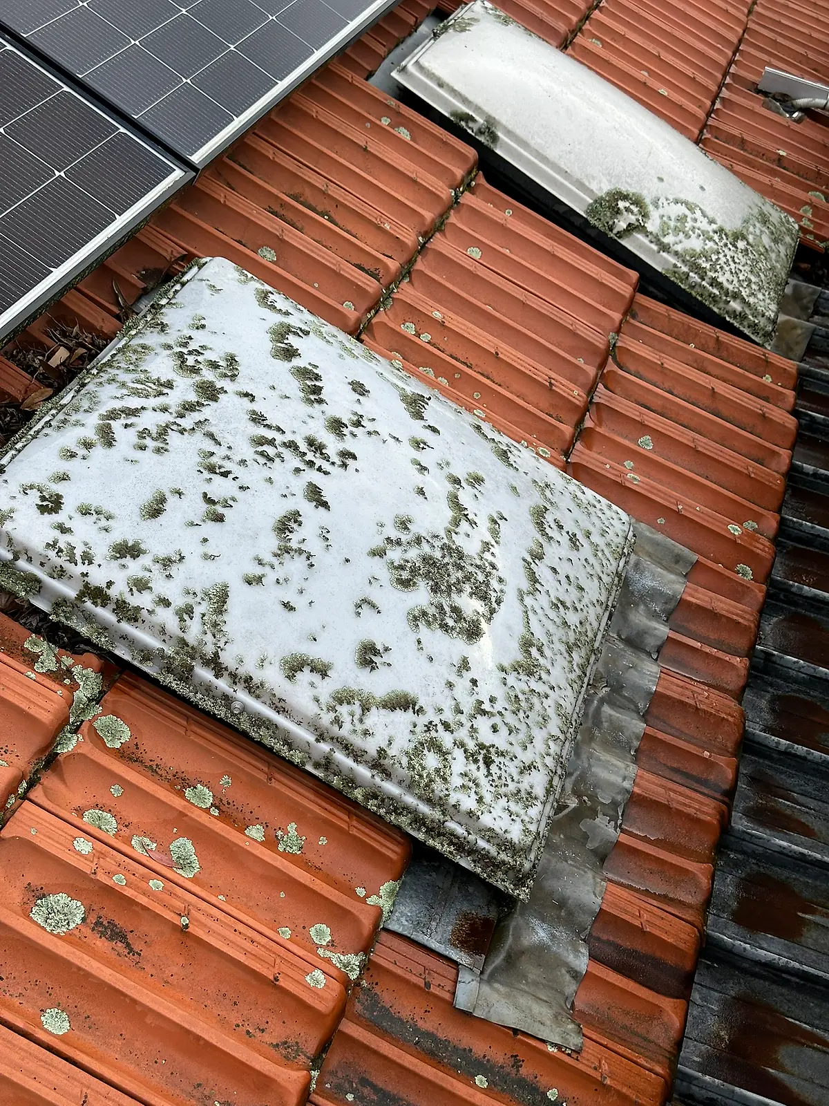 Skylight dome heavily colonised by lichen and moss before cleaning, on lichen-spotted roof tiles